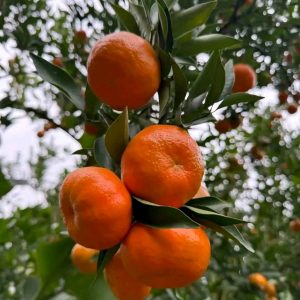 Jual Bibit Buah Jeruk Santang Madu