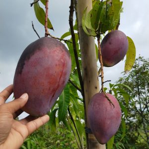 Bibit Buah Mangga Yuwen