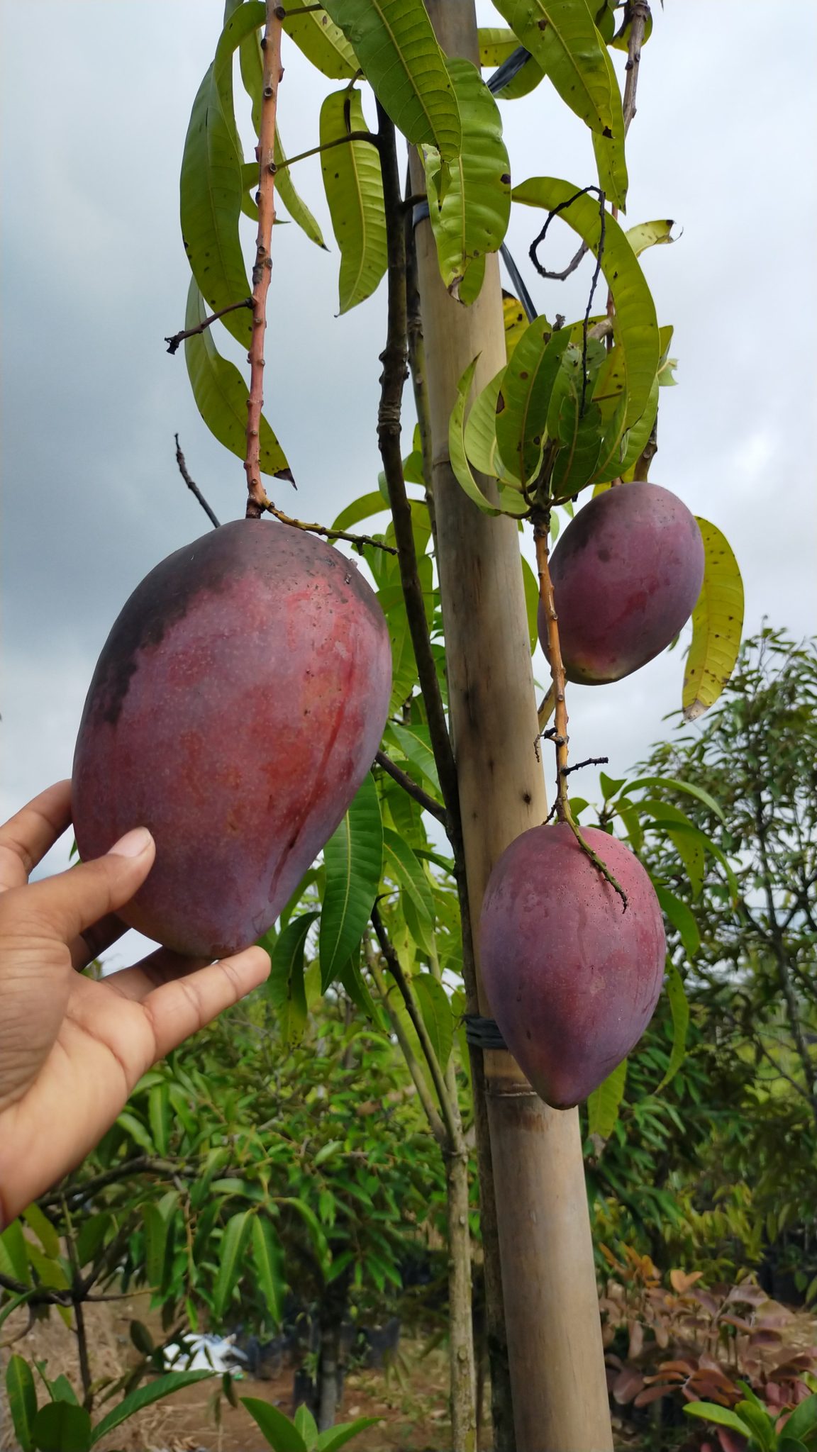 Bibit Buah Mangga Yuwen