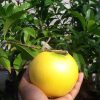 Bibit Buah Abiu Jumbo