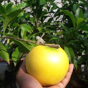 Bibit Buah Abiu Jumbo