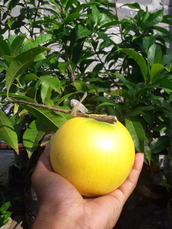 Bibit Buah Abiu Jumbo
