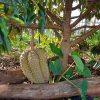 Bibit Buah Durian Montong