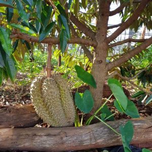 Bibit Buah Durian Montong