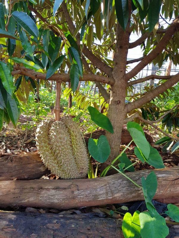 Bibit Buah Durian Montong