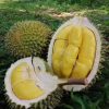 Bibit Durian Musangking