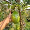 Bibit Buah Alpukat Aligator