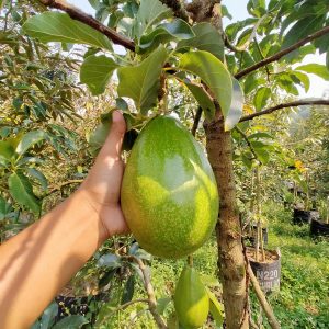 Bibit Buah Alpukat Aligator