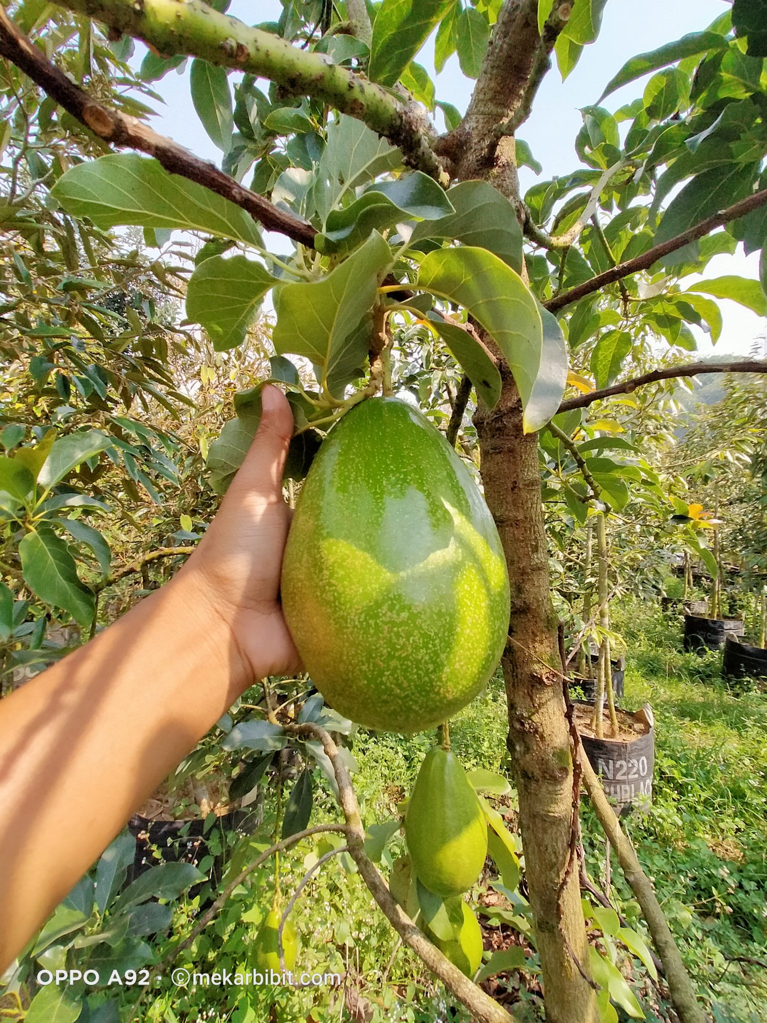 Bibit Buah Alpukat Aligator