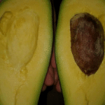 Bibit Buah Alpukat Clara