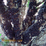 Bibit Anggur Brazil Jaboticaba