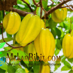 Bibit Buah Blimbing Putih
