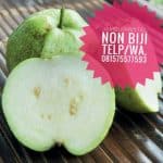 Bibit Buah Jambu Kristal