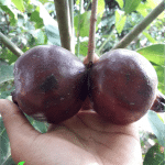 Bibit Buah Delima Hitam