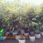Bibit Dongkelan Durian