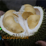 Bibit Buah Durian D24