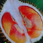 Bibit Durian Pelangi