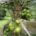 Bibit Kelapa Genjah Entog