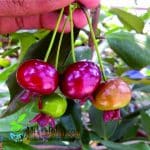 Bibit Buah Grumichama