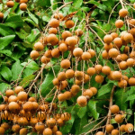Bibit Buah Klengkeng Itoh