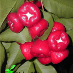 Bibit Jambu Air Kancing