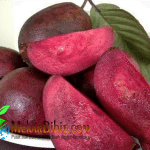 Bibit Jambu Merah Australia