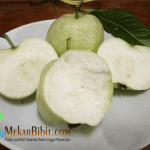 Bibit Jambu Siaumix Pala