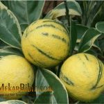 Bibit Buah Jeruk Varigata