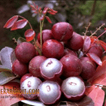 Bibit Buah Klengkeng Merah