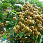 Bibit Buah Klengkeng Kristalin