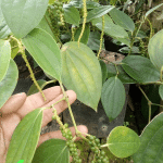 Bibit Buah Lada Perdu