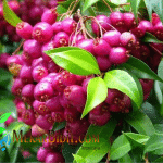 Bibit Jambu Liliphily