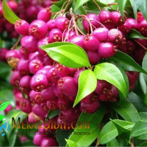 Bibit Jambu Liliphily