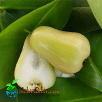 Bibit Buah Jambu Madu Deli