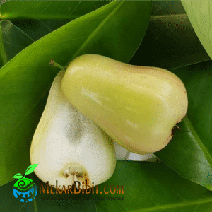 Bibit Buah Jambu Madu Deli