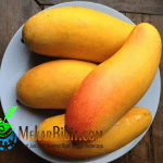 Bibit Mangga Maha Cha Nok