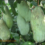 Bibit Buah Mangga Mahatir