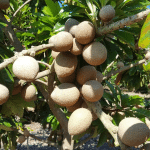 Bibit Buah Mamey Sapote