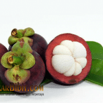 Bibit Buah Manggis