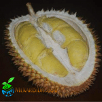 Bibit Durian Simimang
