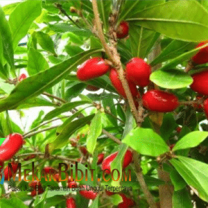 Bibit Buah Miracle Fruit