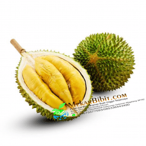 Bibit Durian Musangking