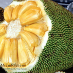 Bibit Nangka Madu