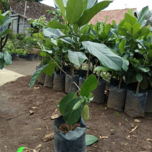 Bibit Buah Nangkadak