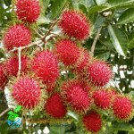 Bibit Buah Rambutan Binjai