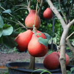 Bibit Jeruk Red Pamelo