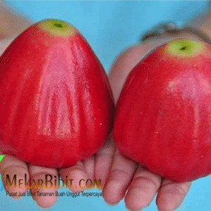 Bibit Jambu Red Taiwan