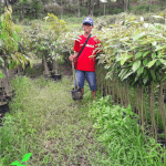 Bibit Durian Kaki 3 (GANDA)