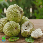 Bibit Buah Sirkaya Jumbo