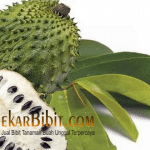 Bibit Buah Sirsak Madu